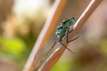 Macro photograph of a green dragonfly hanging onto a brown twig.