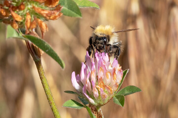 A honey bee seen pollenating a plant on a summers day.