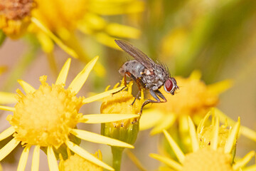 A closeup of a flying insect with large red eyes perched on a yellow flower in a meadow.