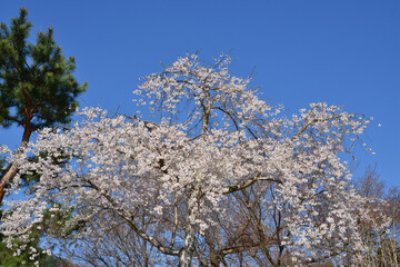 嵯峨野の桜