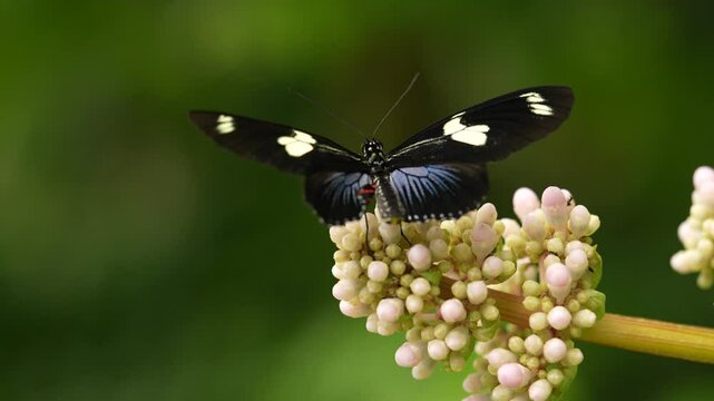 Heliconius doris, Doris longwing,  butterfly from Costa Rica in Central America. Heliconius, beautiful insect sitting on the green leave in the nature. Butterfly, wildlife nature. 