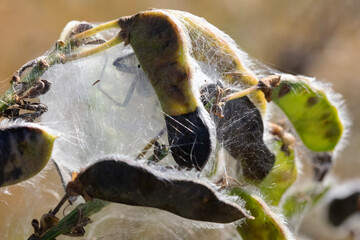 An insect trapped in a spider web built around some leaves.
