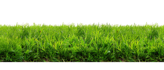 Lush green grass on a bright white background, evoking a sense of freshness and vibrancy.