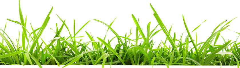 Fototapeta premium Vibrant green grass blades against a clean white backdrop.