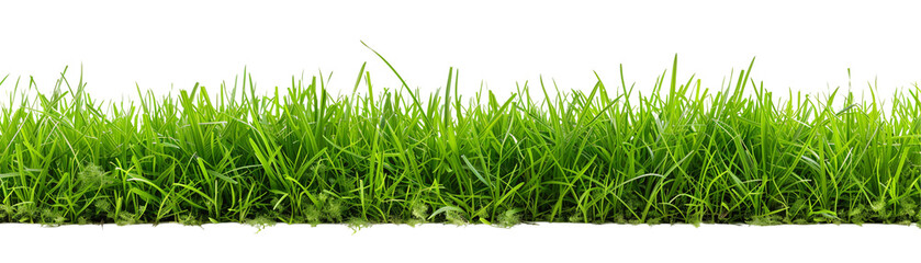 Fototapeta premium Vibrant green grass landscape, showcasing nature's beauty and freshness.