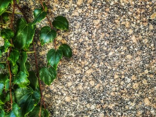 moss on stone