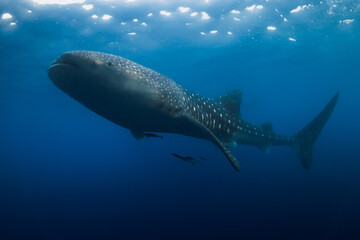 Whale shark in ocean. Giant shark swimming underwater