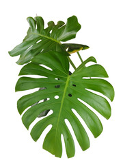 Monstera leaves isolated on white background with clipping paths for graphic design or wallpaper. © Nattawut