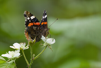 Admiral butterfly on white petals, close-up admiral, colorful butterfly on white flowers