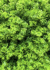 Background made from green leaves