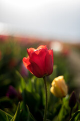 most beautiful flowers of nature tulips, tulip fields, konya, ankara