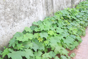 Merremia vitifolia ornamental plant on garden
