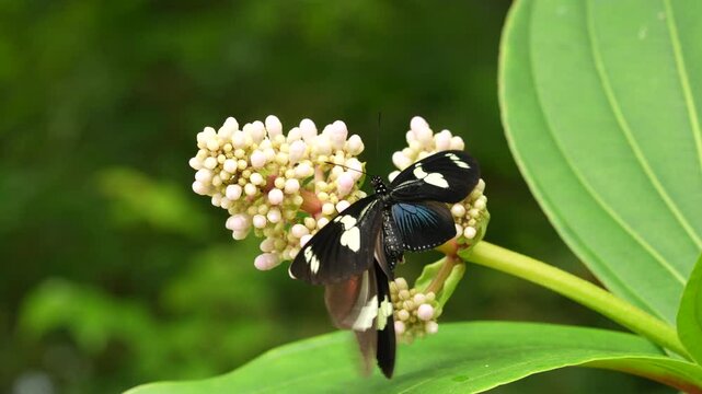 Heliconius doris, Doris longwing,  butterfly from Costa Rica in Central America. Heliconius, beautiful insect sitting on the green leave in the nature. Butterfly, wildlife nature. 