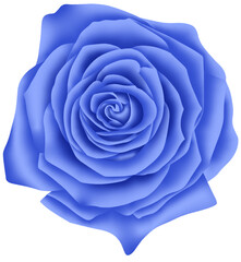 blue rose isolated on white design bunch