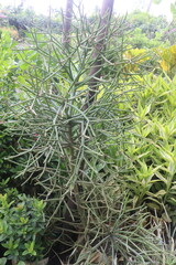 Pencil cactus tree on hanging pot in farm