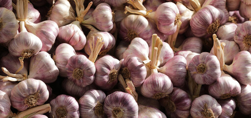 Garlic bulbs piled up in a heap
