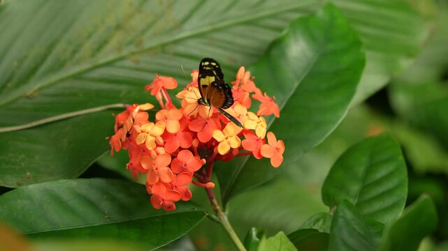 Heliconius numata, the Numata longwing,&uml; butterfly. Insect on flower bloom in the nature habitat.  in Brazil. Wildlife nature. Tropic butterfly in the jungle fores. Close-up detail of butterfly, Peru.