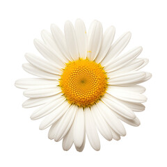 Close-Up Of A White Daisy Flower With Yellow Center On A Transparent Background