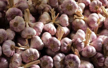 Garlic bulbs piled up in a heap