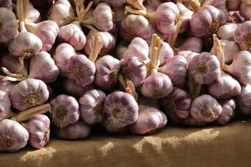 Garlic bulbs piled up in a heap