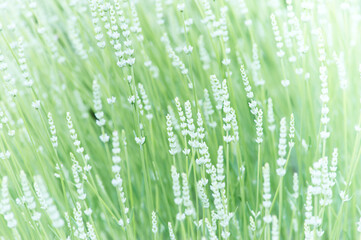 Nature background with spring flowers. Selective and soft focus. Close up.	