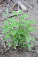 Scoparia dulcis flower and medicinal plant