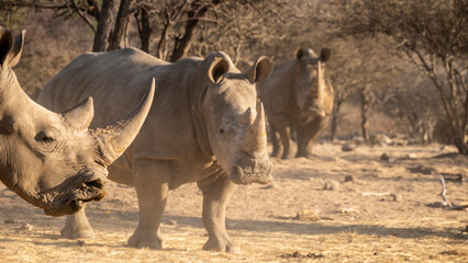 White Rhinos in Namibia, Southern Africa