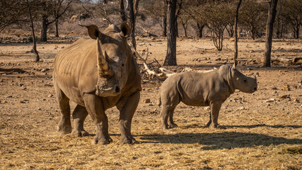 White Rhinos in Namibia, Southern Africa