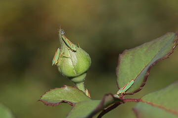 close up view of a couple of rhododendron cicadas on a green rosebud and blurred background