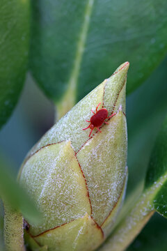 view from top of a red velvet mite on a green rhododendron bud	
