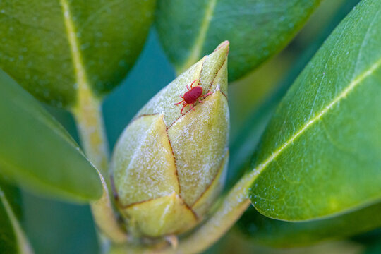 view from top of a red velvet mite on a green rhododendron bud