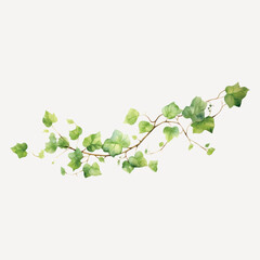 Green leafy vine illustration