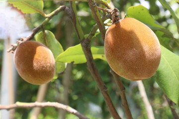 Velvet Apples fruit on tree in farm © CMYK MAKER