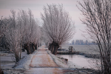 A frozen country road specific to rural Holland during a frosty winter. Walking path along the...
