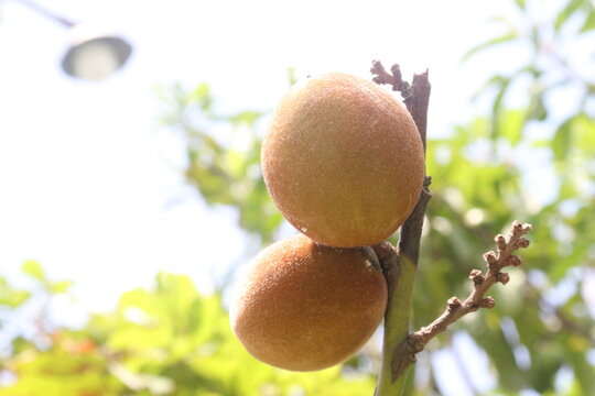 Velvet Apples fruit on tree in farm