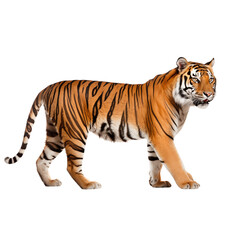 Obraz premium Majestic Bengal Tiger Walking Gracefully On Transparent Background
