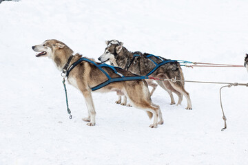 Donovaly,Slovakia - 28 January, 2023 : Dog sled during freezing winter