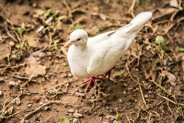 White Pigeon on the ground