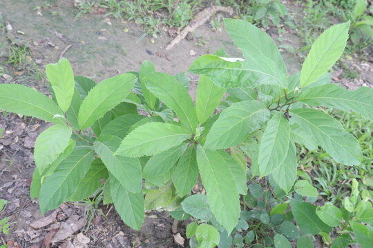 Vernonia Amygdalina medicinal plant on forest