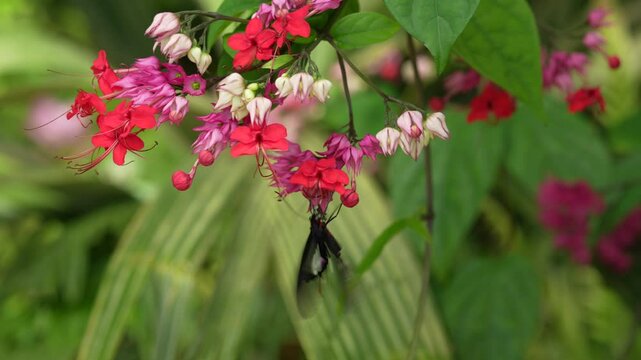 Heliconius doris, Doris longwing butterfly on the orange flower bloom in the forest habitat, Volcan Poas in Costa Rica. Black red longwing  on the green leave, nature wildlife. 