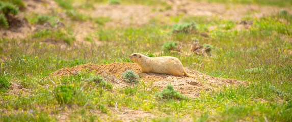 The gopher sits in the grass in the mountains, looks to the side, as if reading your text, studying, showing curiosity, interest. Copy space with place for text. Landscape with wild animals.