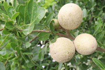 Wood-apple on tree in farm