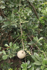 Wood-apple on tree in farm