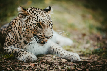 Close Up Portrait - Liegender Persischer Leopard (Panthera pardus tulliana) schaut gefährlich in die Richtung des Betrachters