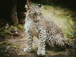 Close Up Portrait - Sitzender Persischer Leopard (Panthera pardus tulliana) in einem Freigehege