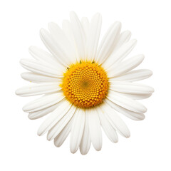 Close-Up of a White Daisy Flower With Yellow Center on a Plain Background
