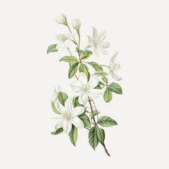 Elegant white floral illustration