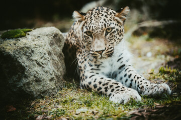Close Up Portrait - Liegender Persischer Leopard (Panthera pardus tulliana) in einem Freigehege