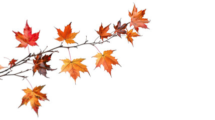 Fototapeta premium Maple leaves branch on transparent background 