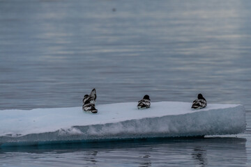 Close-up of four Cape Petrels - Daption capense- resting on an iceberg near Danco Island, on the Antarctic Peninsula